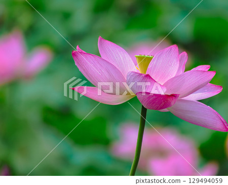Ancient lotus and water droplets 4-9 129494059