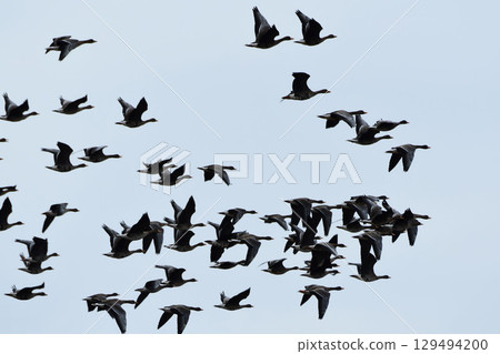 Greater White-fronted Geese Flying in Dense Flight Greater White-fronted Geese Flying in Dense Flight 129494200