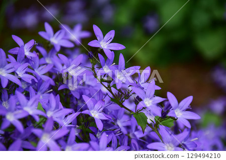 Campanula Alpine Blue close-up Campanula Alpine Blue close-up 129494210