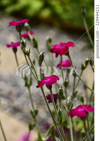 Lychnis in the garden in early summer Lychnis in the garden in early summer 129494211