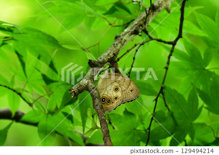 A common night owl resting on a dead branch A common night owl resting on a dead branch 129494214