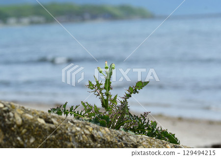 Sowgrass on the coast Sowgrass on the coast 129494215
