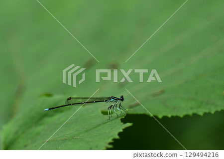 A dragonfly clinging to a large leaf 129494216