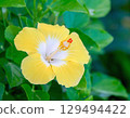 黃芙蓉 129494422