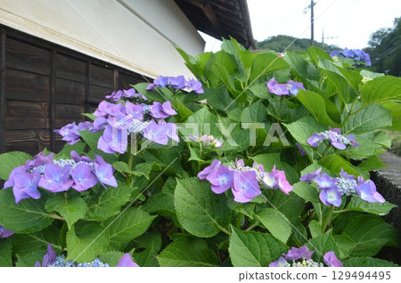 私人住宅屋簷下盛開的繡球花 私人住宅屋簷下盛開的繡球花 129494495