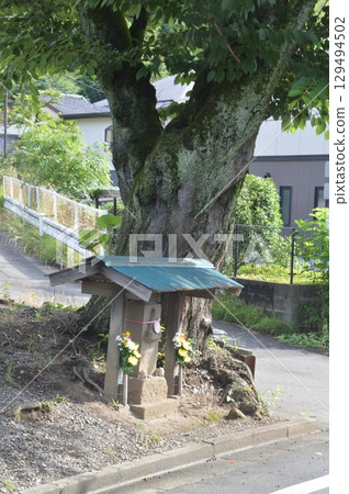 Hydrangeas blooming under the eaves of a private house 129494502