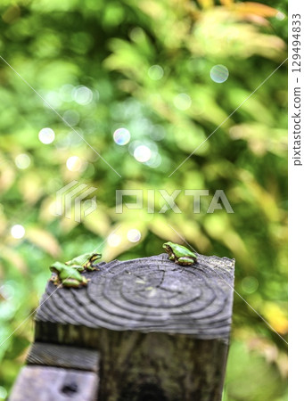 Conversation with the Tree Stump: The Ecology of Tree Frogs in the Rainy Season, Part 4 Conversation with the Tree Stump: The Ecology of Tree Frogs in the Rainy Season, Part 4 129494833