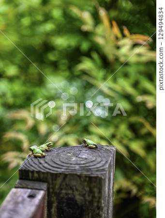 Conversation on a Tree Stump: The Ecology of Tree Frogs in the Rainy Season, Part 3 Conversation on a Tree Stump: The Ecology of Tree Frogs in the Rainy Season, Part 3 129494834