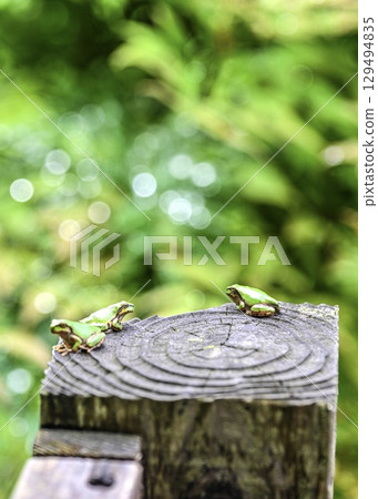Conversation on a Tree Stump: The Ecology of Tree Frogs in the Rainy Season, Part 2 Conversation on a Tree Stump: The Ecology of Tree Frogs in the Rainy Season, Part 2 129494835