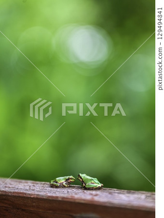 Season of encounters: The ecology of tree frogs during the rainy season 129494841