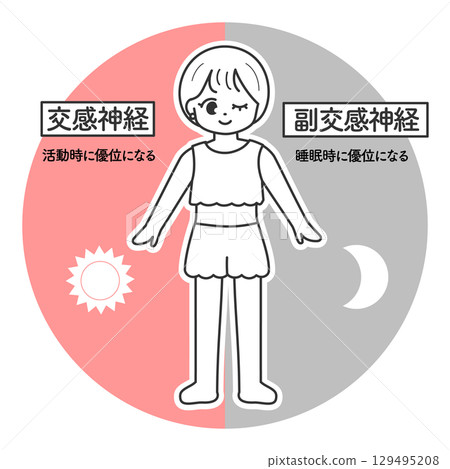 自主神經系統:交感神經和副交感神經系統圖示 自主神經系統:交感神經和副交感神經系統圖示 129495208