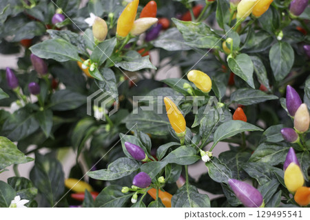 Variety of plants and flowers at flower market Variety of plants and flowers at flower market 129495541