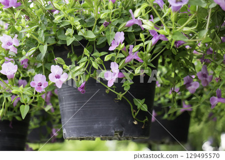 Variety of plants and flowers at flower market Variety of plants and flowers at flower market 129495570