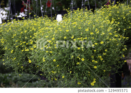 Variety of plants and flowers at flower market Variety of plants and flowers at flower market 129495571