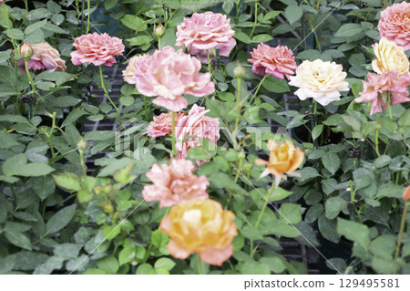 Variety of plants and flowers at flower market Variety of plants and flowers at flower market 129495581