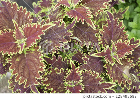 Variety of plants and flowers at flower market 129495682