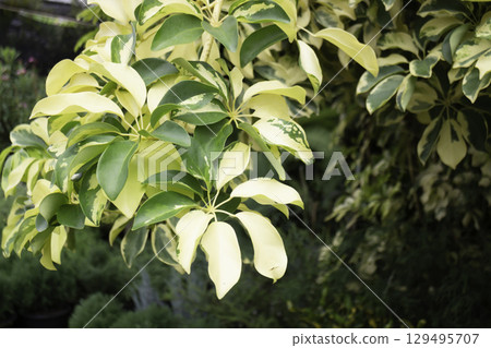 Variety of plants and flowers at flower market 129495707