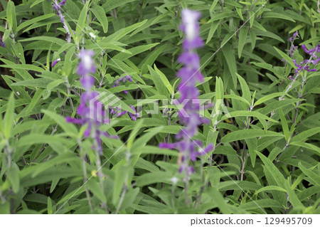 Variety of plants and flowers at flower market Variety of plants and flowers at flower market 129495709