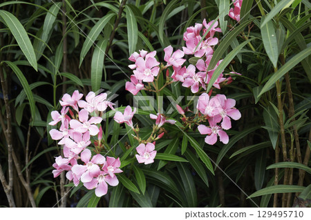 Variety of plants and flowers at flower market Variety of plants and flowers at flower market 129495710