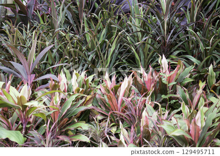 Variety of plants and flowers at flower market 129495711