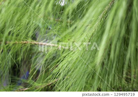 Variety of plants and flowers at flower market 129495719