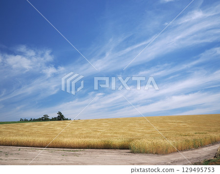 Biei's wheat fields waving in the wind 129495753
