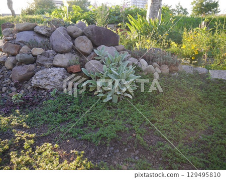A garden covered in creeping thyme and lamb's ear A garden covered in creeping thyme and lamb's ear 129495810