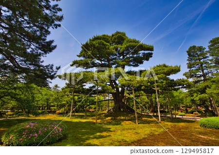 A famous garden in early summer 129495817