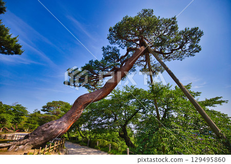 A famous garden in early summer 129495860