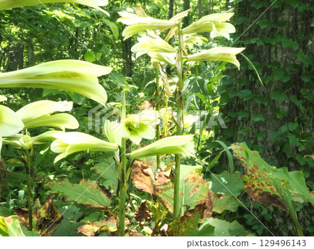 盛開的鈴蘭花 129496143