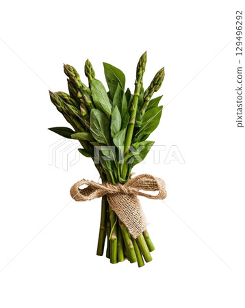 Fresh asparagus bundle tied with burlap ribbon on transparency background Fresh asparagus bundle tied with burlap ribbon on transparency background 129496292