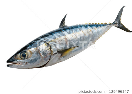 Fresh whole mackerel fish isolated on transparency background 129496347