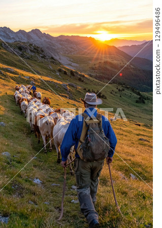 farmer herding cattle on mountain trail at sunset, creating serene rural scene 129496486