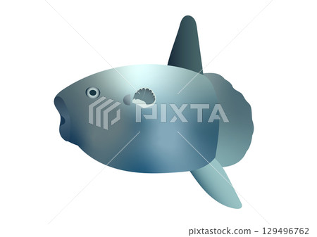 Illustration of a swimming sunfish Illustration of a swimming sunfish 129496762