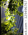 Tokyo green 129496767