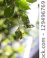 Tokyo green 129496769
