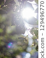 Tokyo green 129496770