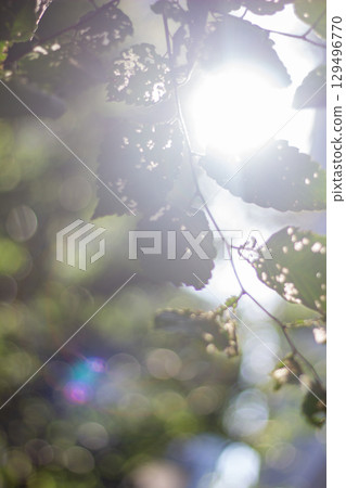 Tokyo green 129496770