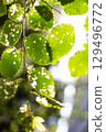 Tokyo green 129496772