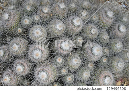 The beautiful sight of rows of cacti of various sizes covered in white spines, native to North and Central America. 129496808