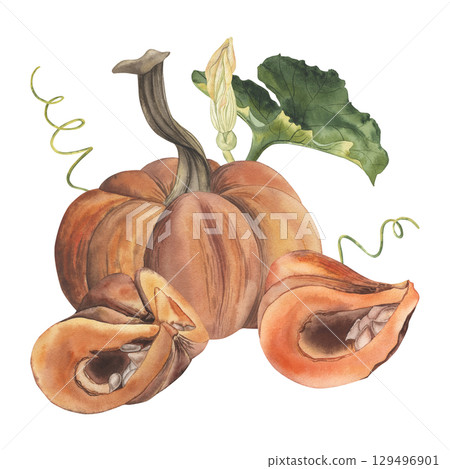Composition with orange pumpkins, green mist, flower. Whole and cut pieces of autumn vegetables are hand-painted with watercolors in a botanical style. For design of postcards, decoration Thanksgiving 129496901