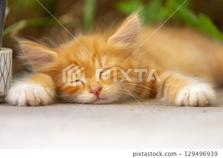 Kitten sleeping 129496939