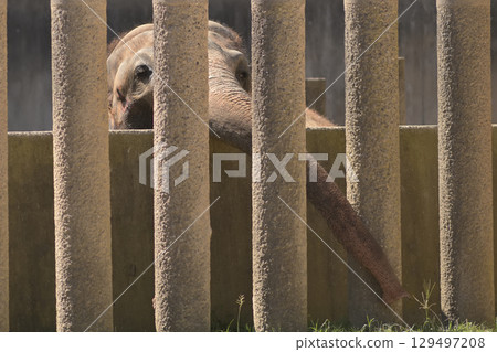 大象伸長鼻子來吸引鄰居的注意 129497208