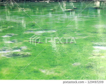 沼澤清澈見底，可以看到底部和鱒魚 129497209