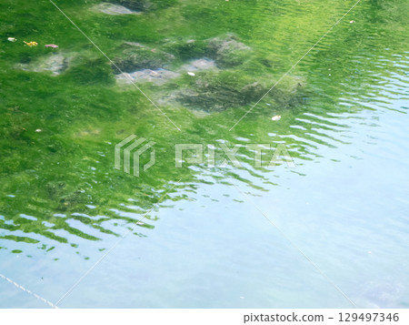 A swamp so clear you can even see the algae at the bottom A swamp so clear you can even see the algae at the bottom 129497346