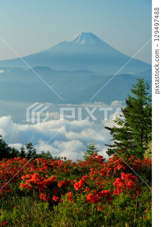 藍天白雲和富士山為背景，甲府盆地的雲海和甘山蓮華杜鵑群落 Ver.4 129497488