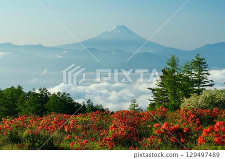 藍天白雲、富士山為背景，甲府盆地的雲海、甘山蓮華杜鵑群落 Ver.3 129497489