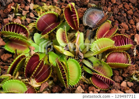 捕蠅草是一種食肉植物,其蓮座狀葉子的邊緣長有成排的刺,看起來像雙殼貝類,具有有趣的捕蟲功能。 捕蠅草是一種食肉植物,其蓮座狀葉子的邊緣長有成排的刺,看起來像雙殼貝類,具有有趣的捕蟲功能。 129497711