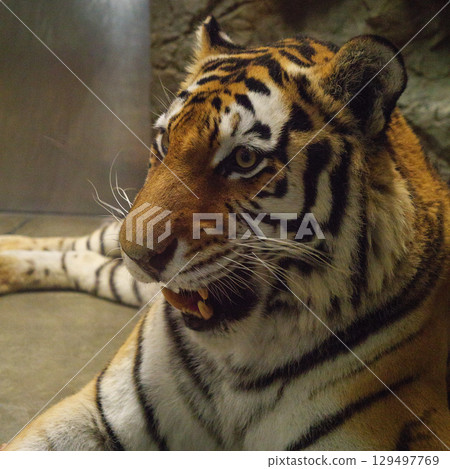 Smiling Tiger 129497769