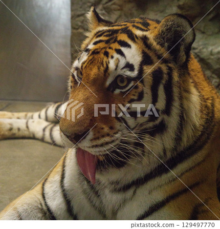 Tiger with tongue out Tiger with tongue out 129497770